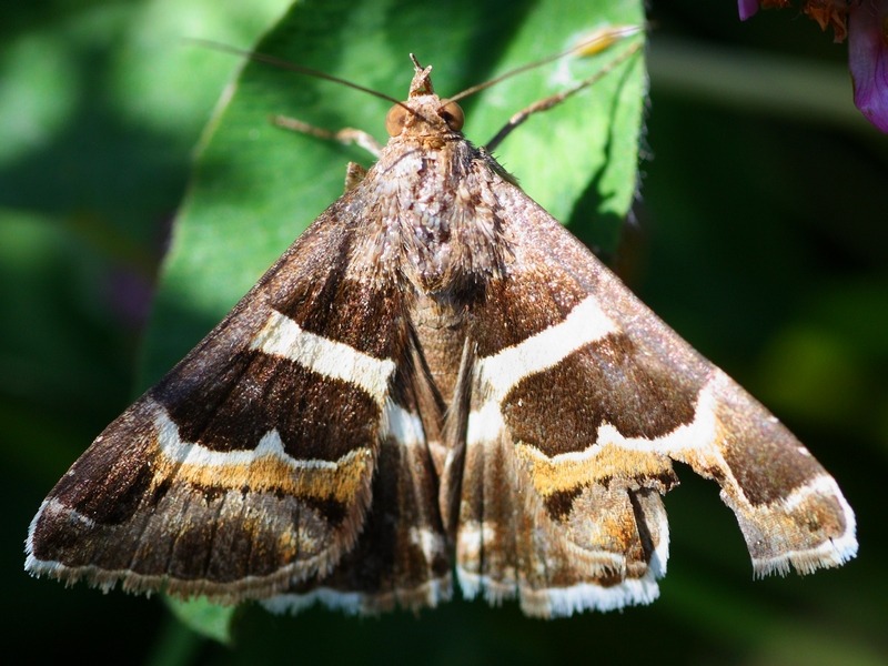 Specie nuova per me...ma quale? Grammodes stolida - Erebidae